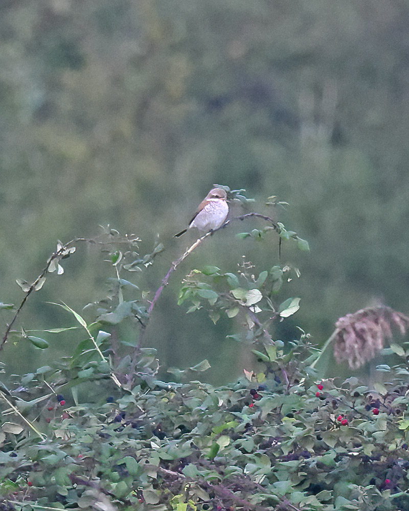 Red-backed shrike